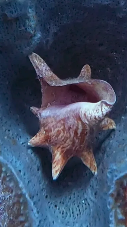 A conch shell resting inside a blue sponge