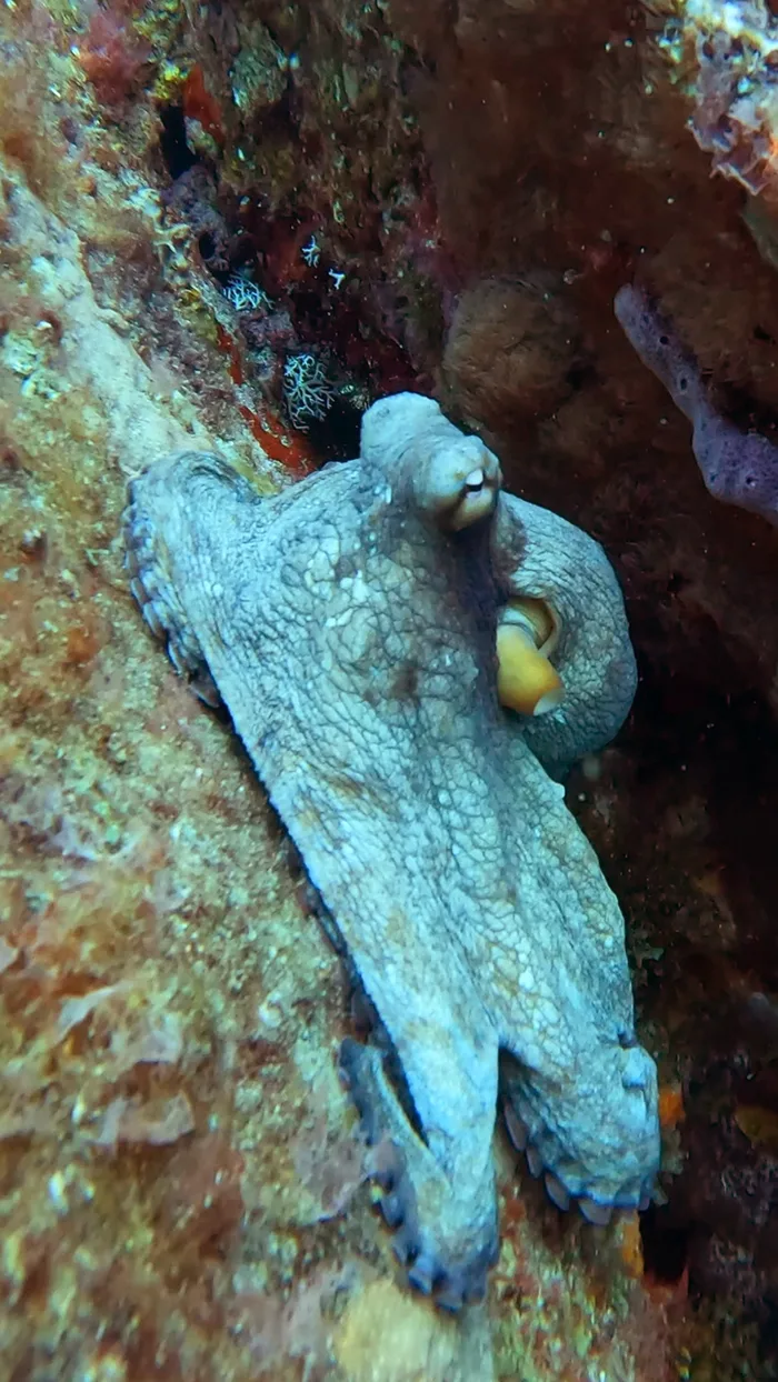 An octopus pressed flat against a reef wall