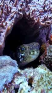A pufferfish peeking out from inside a barrel sponge