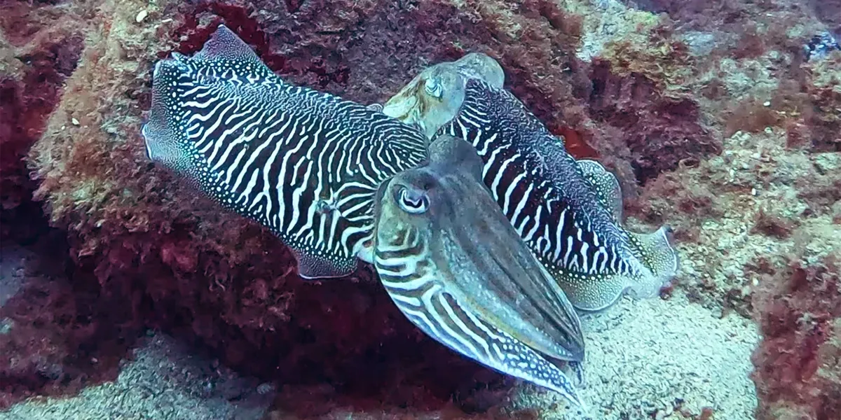 Two cuttlefish resting on a red reef