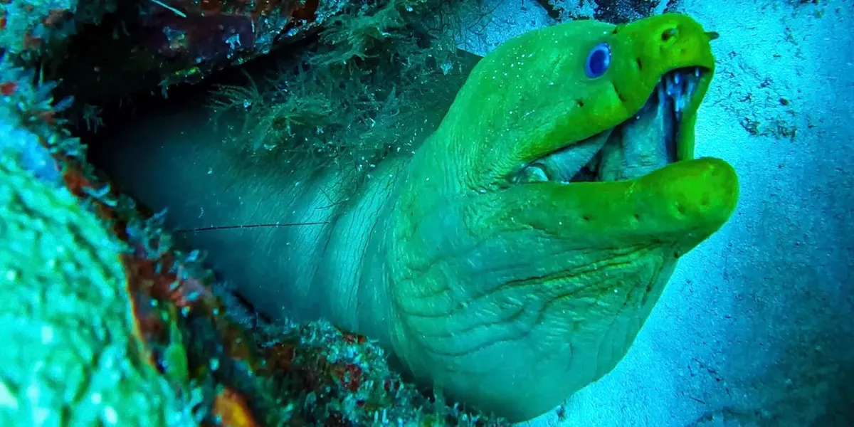 A green moray eel looking out from a reef