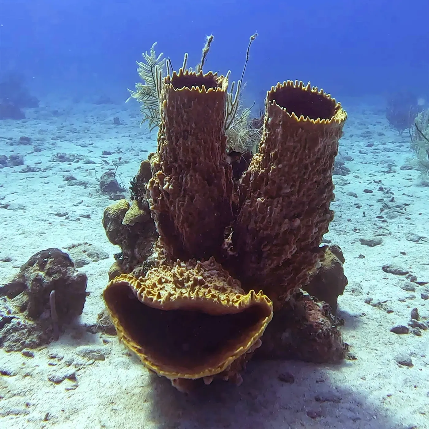 A barrel sponge on white sand that looks like a smiling face