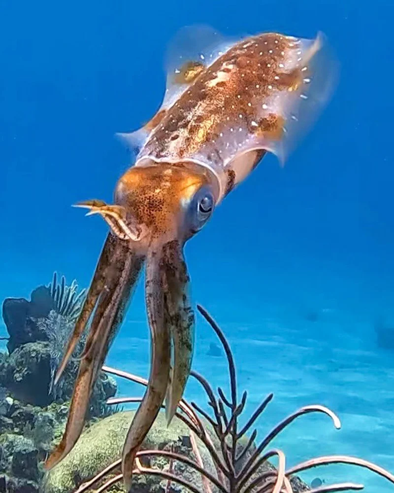 A reef squid hovering over coral in clear blue water