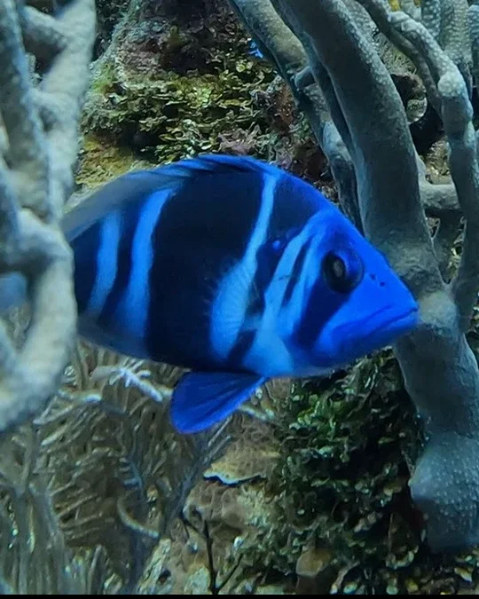 A blue tang swimming over sponges and coral