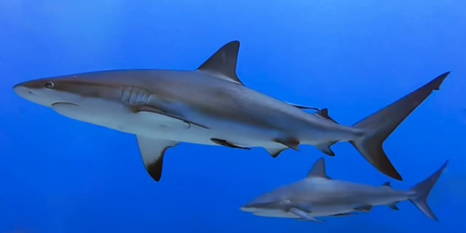 Two reef sharks swimming through open blue water